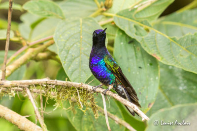 Colibri de Delphine - Velvet-purple Coronet