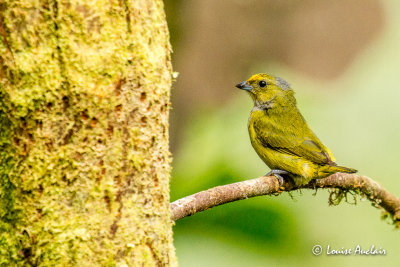 Organiste  bec pais - Thick-billed Euphonia