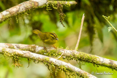 Paruline  ventre dor - Golden-bellied Warbler