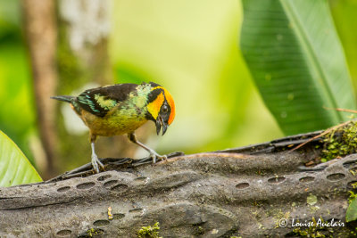 Calliste  face rouge - Flame-faced Tanager