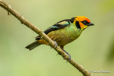 Calliste  face rouge - Flame-faced Tanager