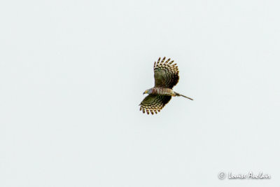 Bec-en-croc de Temminck - Hook-billed Kite