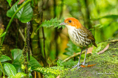 Grallaire  tte rousse - Chestnut-crowned Antpitta