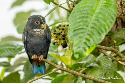 Pione noire - Bronze-winged Parrot