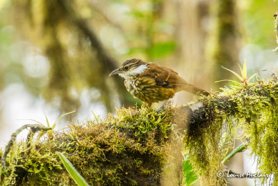 Anabate de Boissonneau - Streaked Tuftedcheek