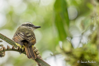 Tyran  casque d'or - Golden-crowned Flycatcher