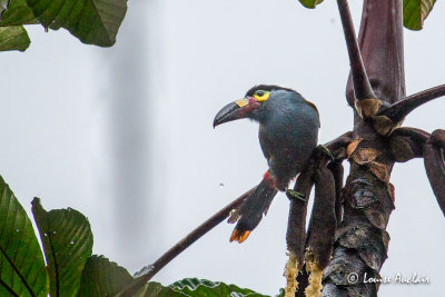 Toucan montagnard - Plate-billed Mountain-Toucan