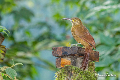 Grimpar gant - Strong-billed Woodcreeper