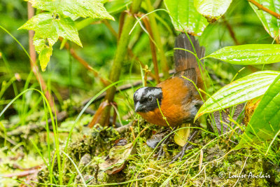 Tohi lgant - Tanager Finch