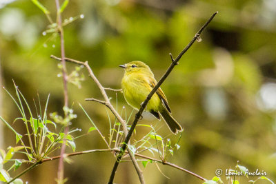 Moucherolle flavescent - Flavescent Flycatcher