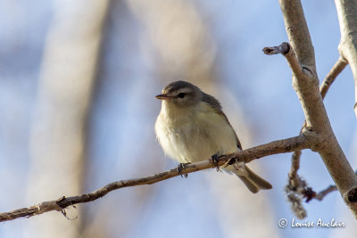 Viro mlodieux - Warbling vireo
