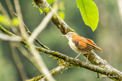 Fournier variable - Pale-legged Hornero