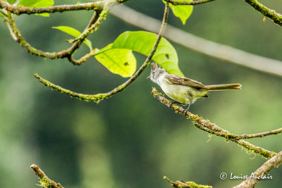 lanie  ventre jaune - Yellow-bellied Elaenia