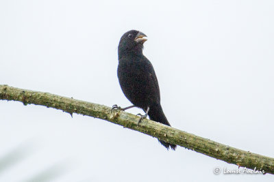 Sporophile  bec fort - Thick-billed Seed-Finch