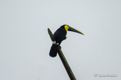 Toucan tocard - Yellow-throated Toucan