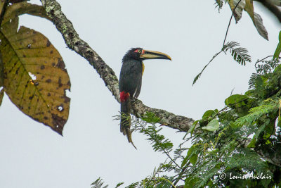 Araari  collier -Collared Aracari