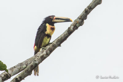 Araçari à collier -Collared Aracari