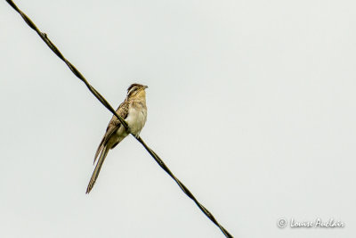 Gocoucou tachet - Striped Cuckoo