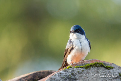 Hirondelle bleu et blanc - Blue-and-white Swallow