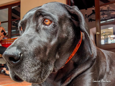 Chiquita chien de l'hôtel San Jose de Puembo