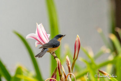 Percefleur rouilleux - Rusty Flowerpiercer