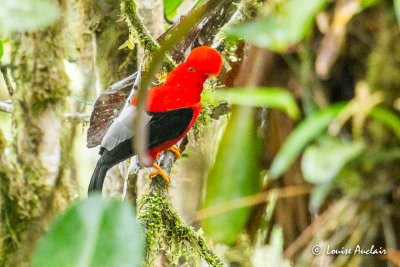 Coq-de-roche pruvien - Andean Cock-of-the-rock