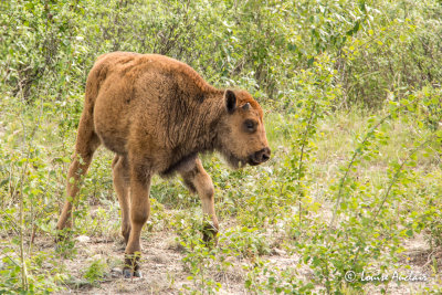 Jeune bison