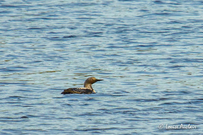 Plongeon du Pacifique