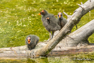 Gallinule d'Amrique juvnile