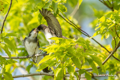 Tyran tritri - Eastern Kingbird