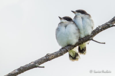 Tyran tritri juvnile -Eastern Kingbird