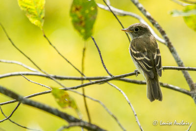 Moucherolle tchbec - Least Flycatcher