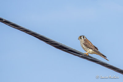 Crcerelle d'Amrique - American Kestrel