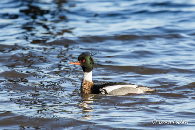 Harle hupp - Red-breasted Merganser