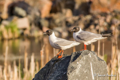 Mouette de Bonaparte