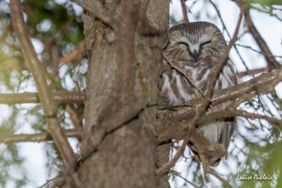 Petite nyctale - Northern Saw-Whet Owl