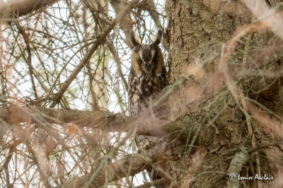 Hibou moyen-duc