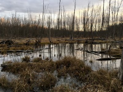 Le grand marais
