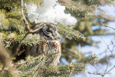 Nyctale Tegmalm - Boreal owl