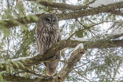 Chouette lapone - Great Gray Owl