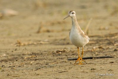 Phalarope de Wilson