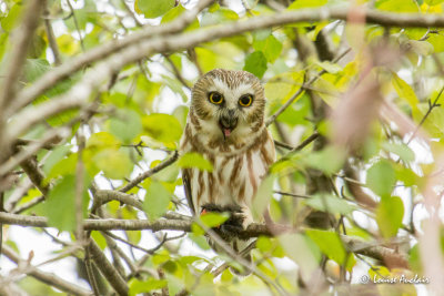Petite nyctale - Northern Saw-Whet Owl