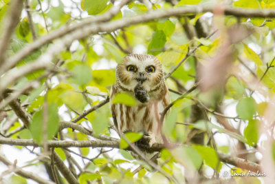 Petite nyctale - Northern Saw-Whet Owl