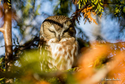 Petite nyctale  - Northern Saw-Whet Owl