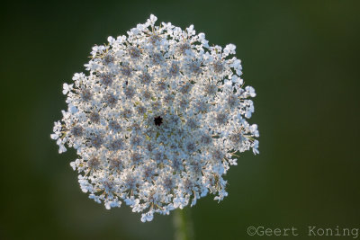 _5D35524.JPG