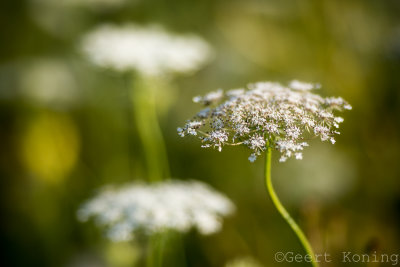 _5D35720.JPG