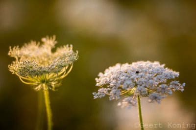 _5D35744.JPG