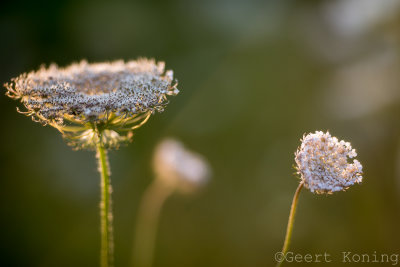 _5D35745.JPG