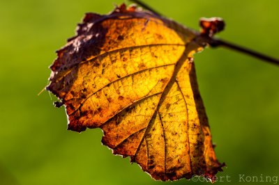 _5D37788.JPG