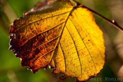 _5D37793.JPG